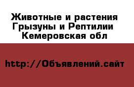 Животные и растения Грызуны и Рептилии. Кемеровская обл.